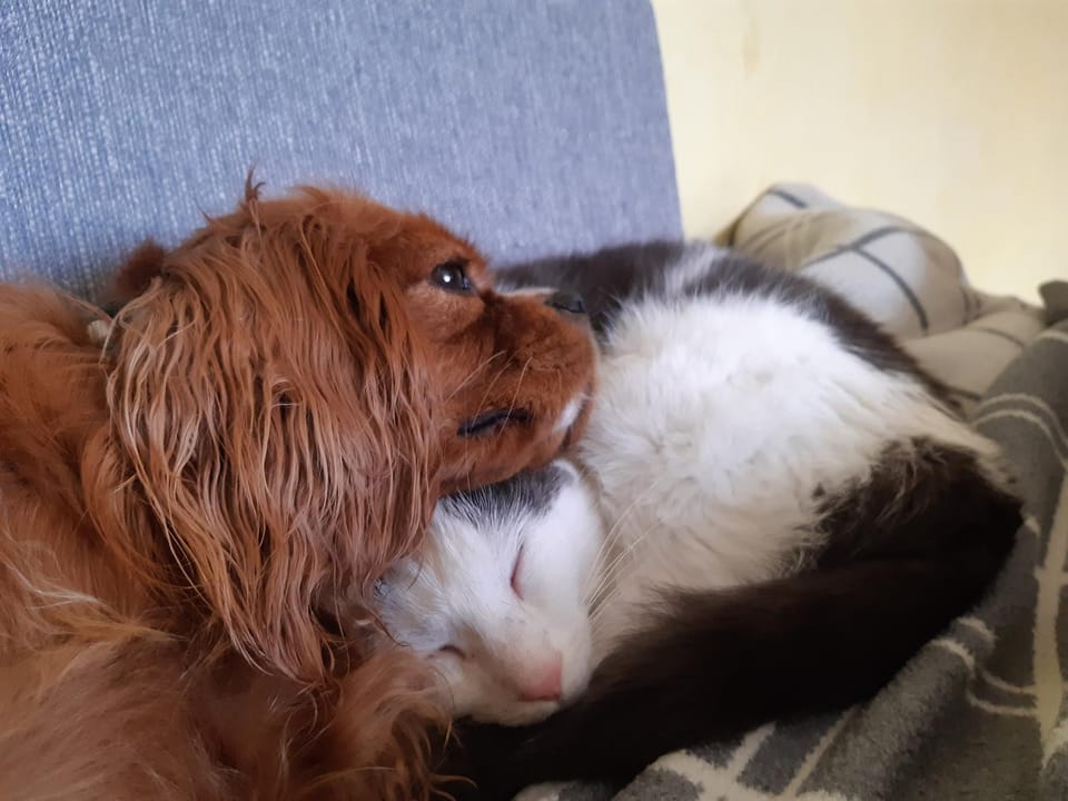 Pets