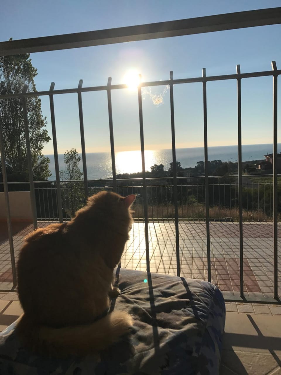 View (from property/room), Pets, Sea view