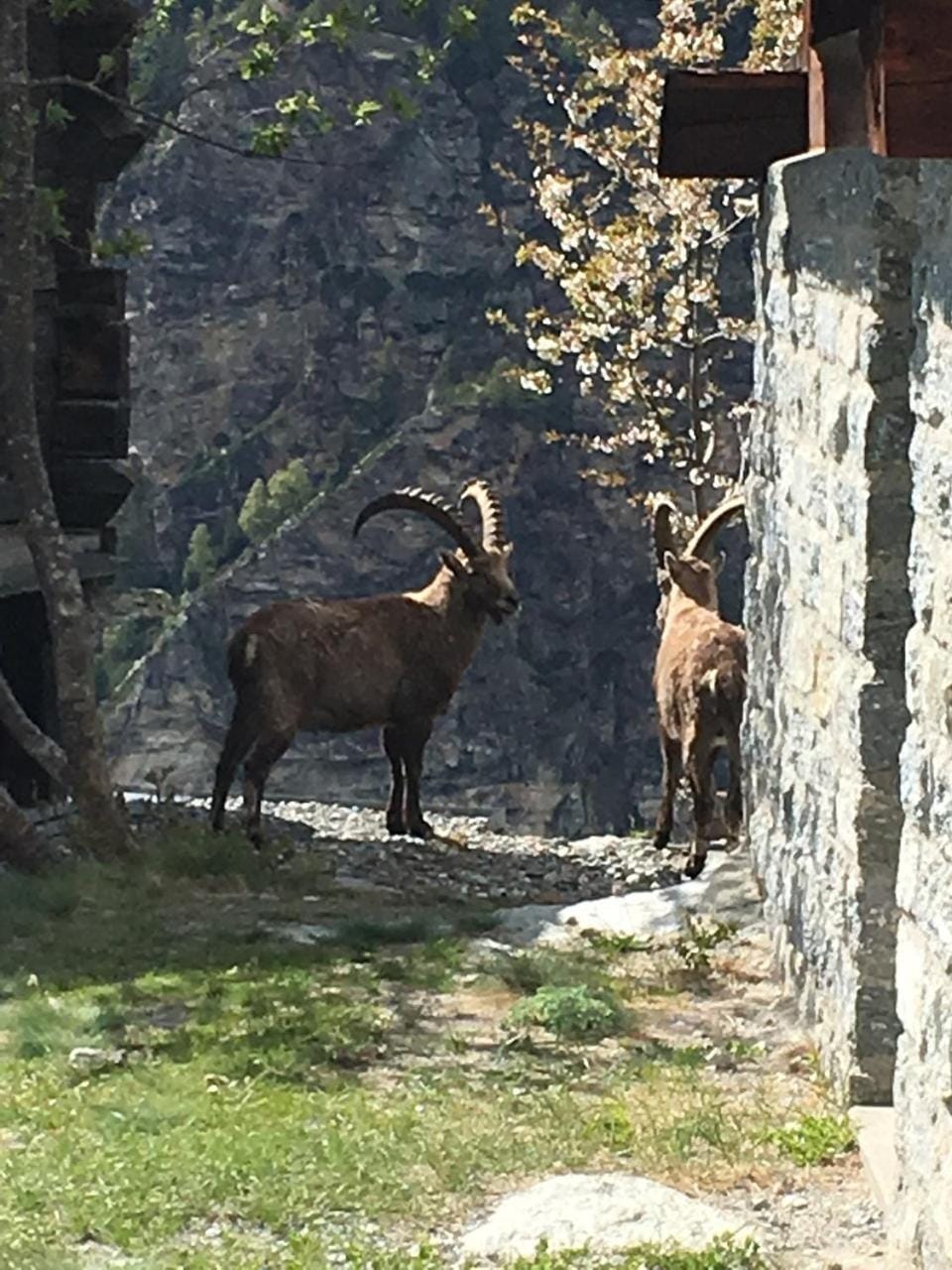 Animals