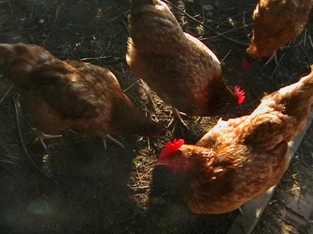 Agroturystyka Józefówka Borkowo Lęborskie Farm Stay in Pomeranian Voivodeship