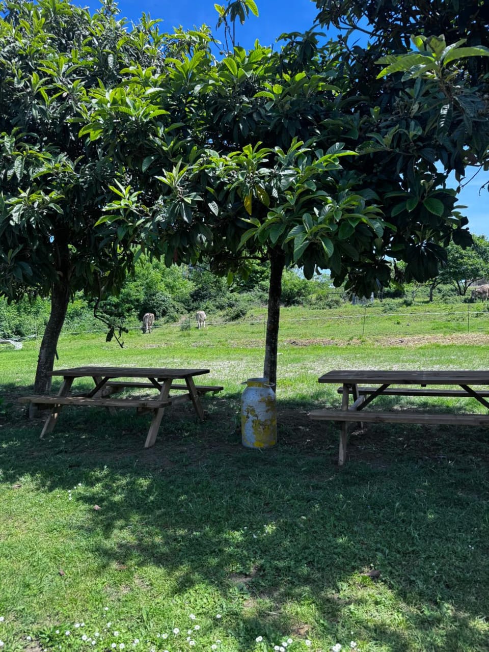 Agriturismo La Betulla Farm Stay in Canton of Ticino