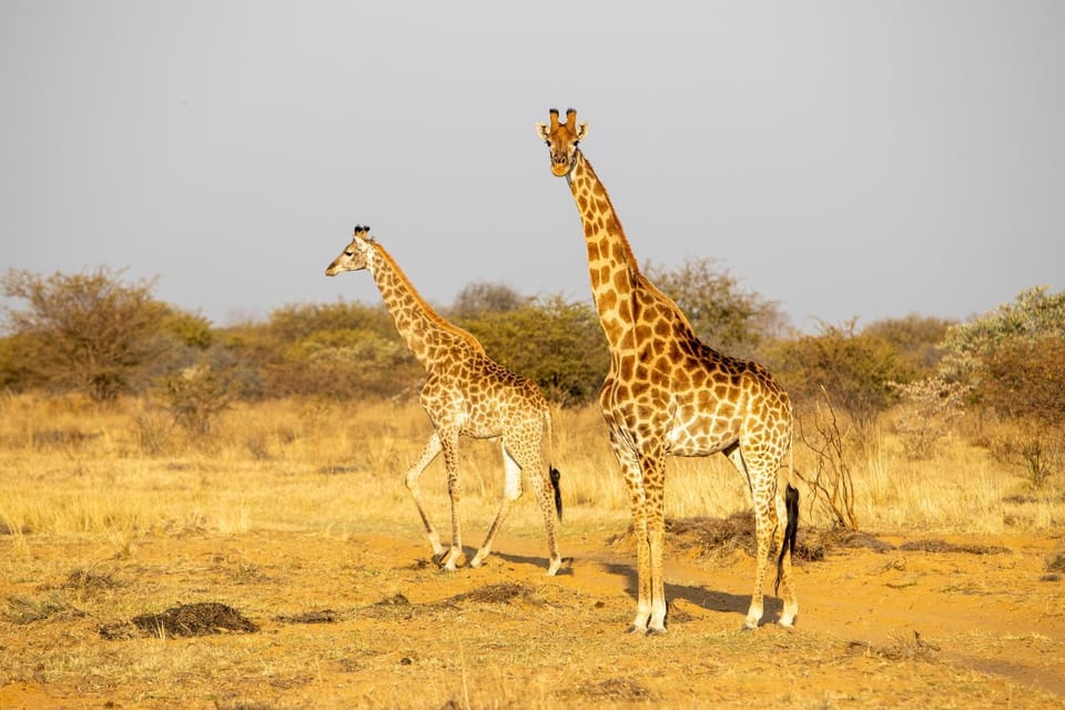 Animals