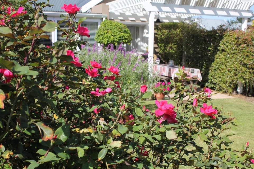 Patio, Garden, Garden