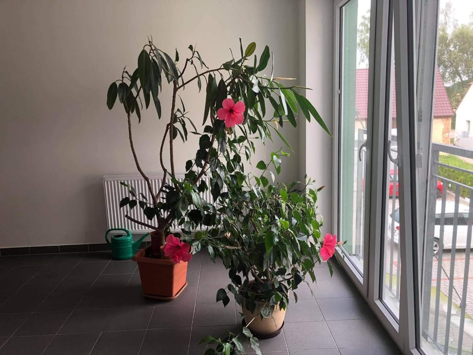 Apartman c.8 Magnolie Vacation rental in South Bohemian Region