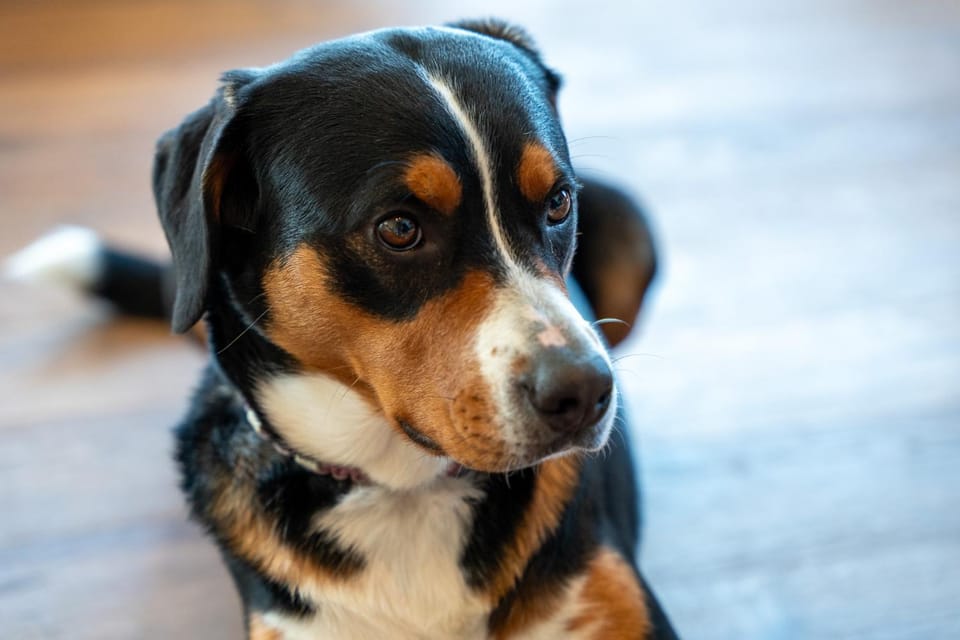 Pets, pet friendly
