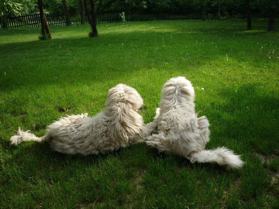 Pets