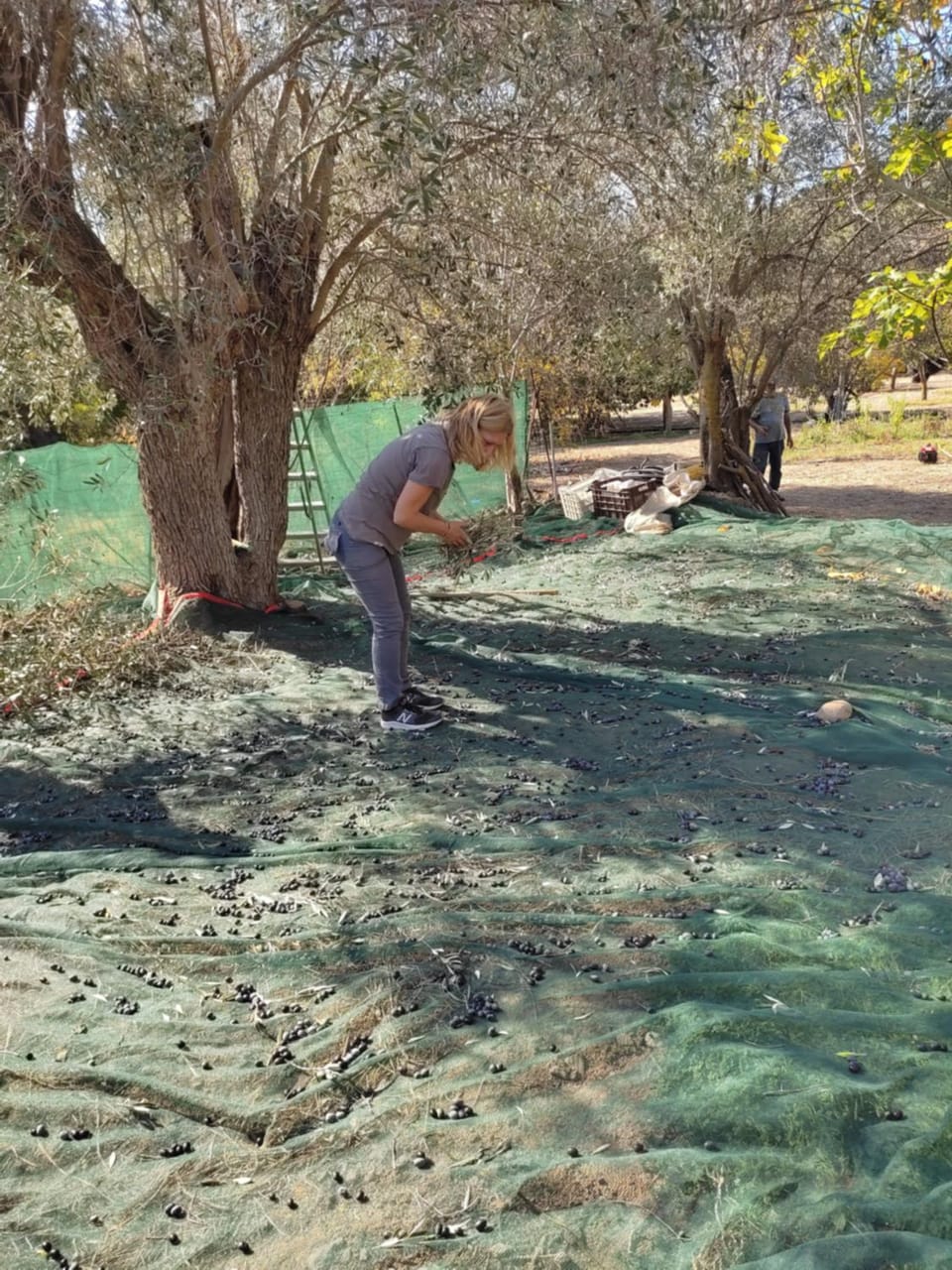 Zorbas Apartments Apartment in Decentralized Administration of the Aegean