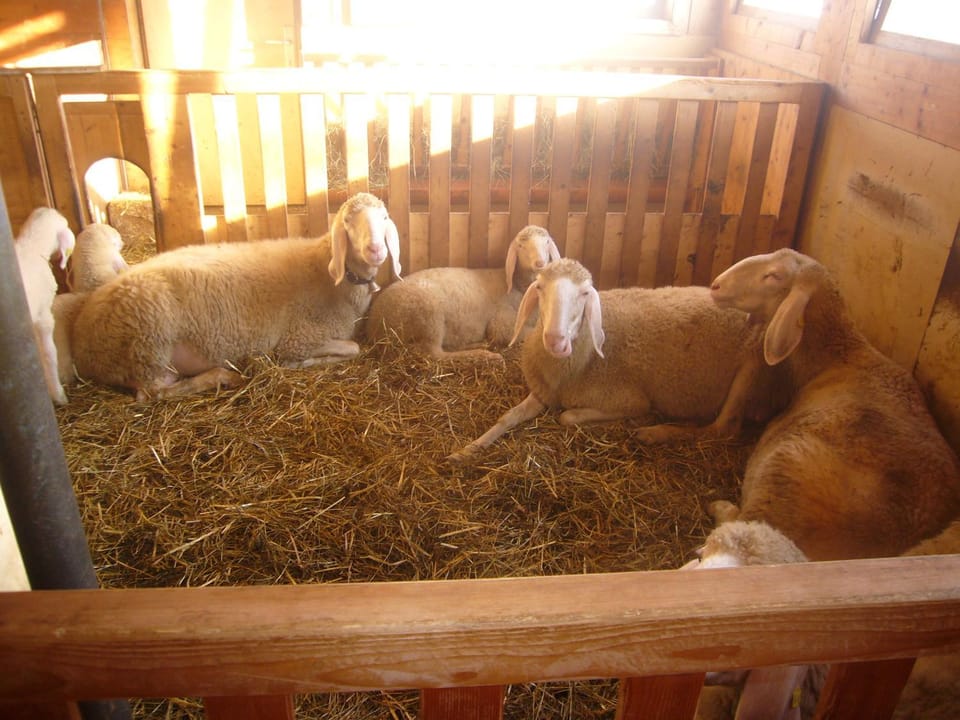 View (from property/room), Animals