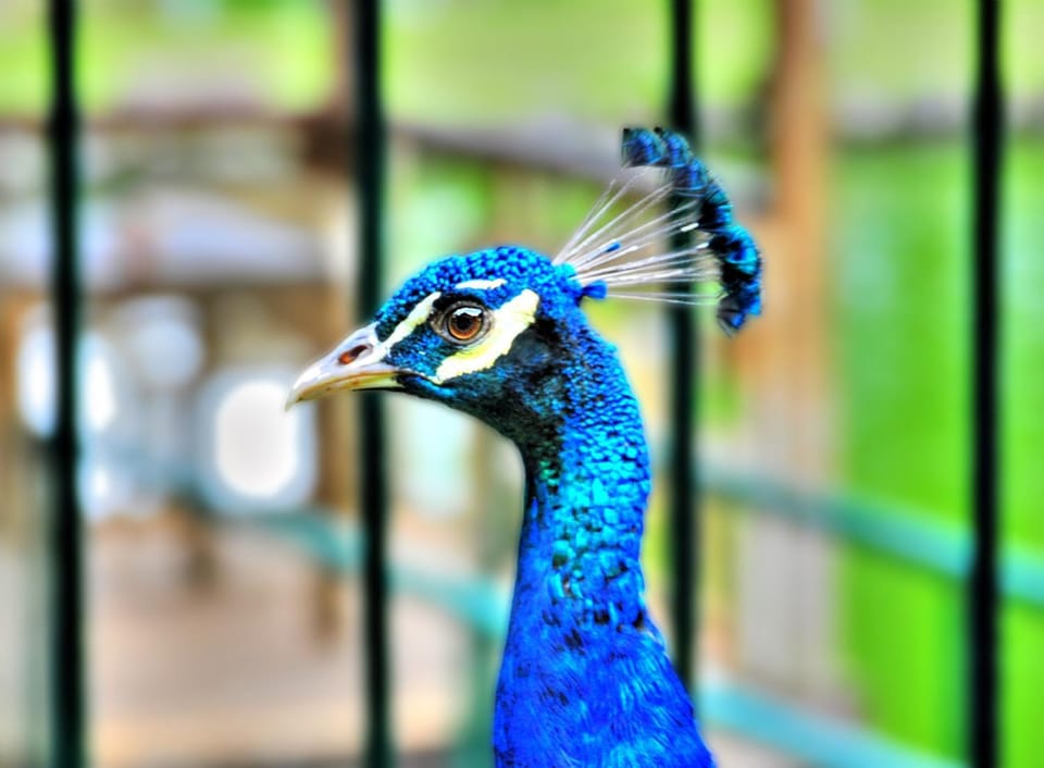 Animals