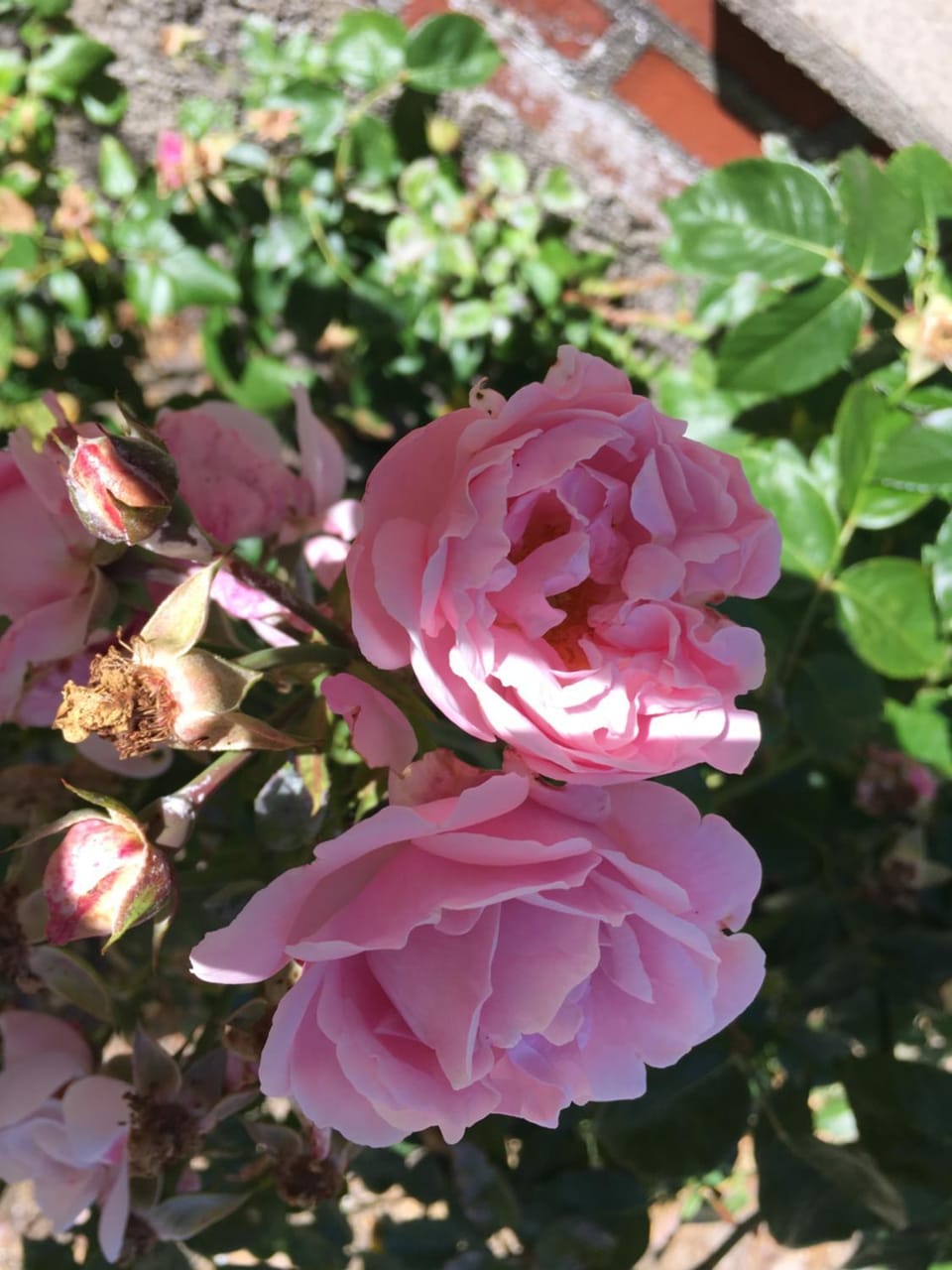 Rosengave Bed and Breakfast in Denmark