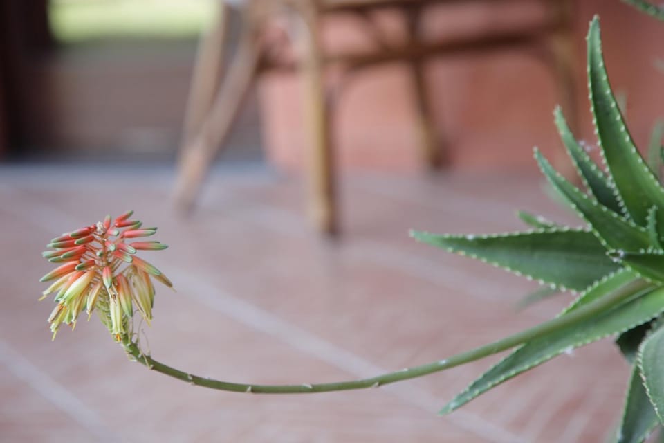 CuccuruAio' B&B 10 minuti da Torregrande Farm Stay in Sardinia