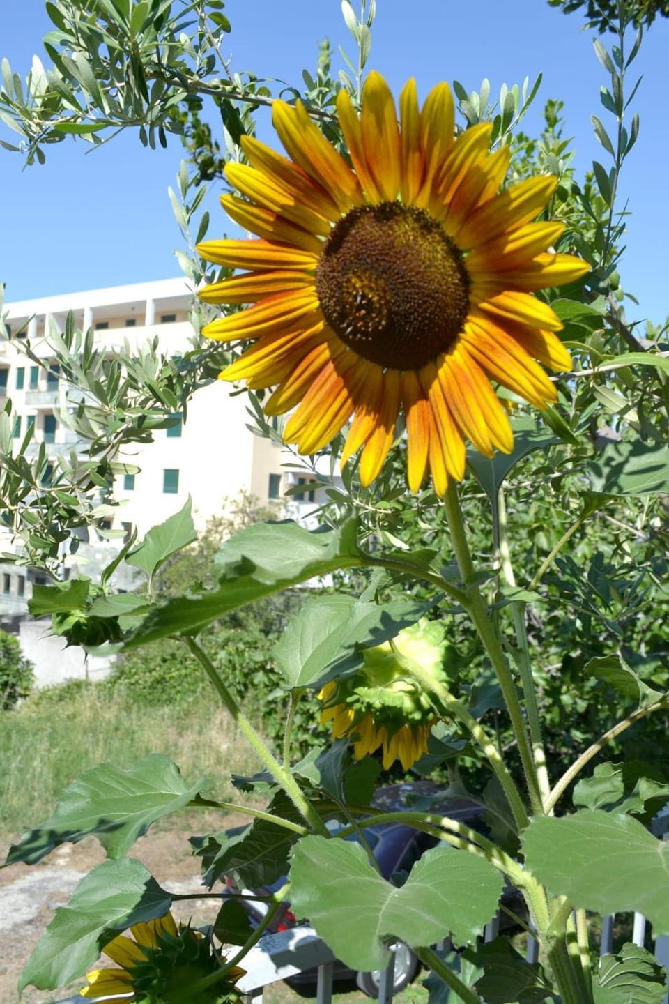 Garden view