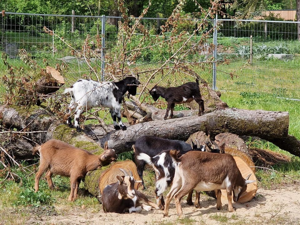 Animals