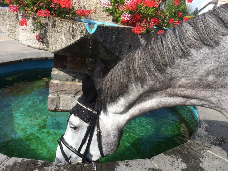 Pension Silberdistel Bed and Breakfast in Baden-Württemberg