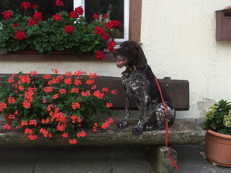 Pension Silberdistel Bed and Breakfast in Baden-Württemberg