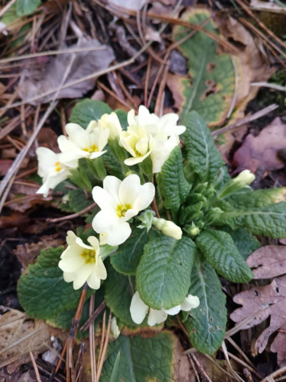 Spring