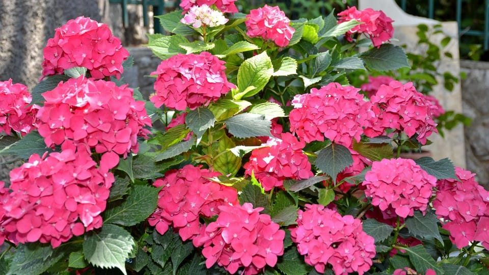 Garden view