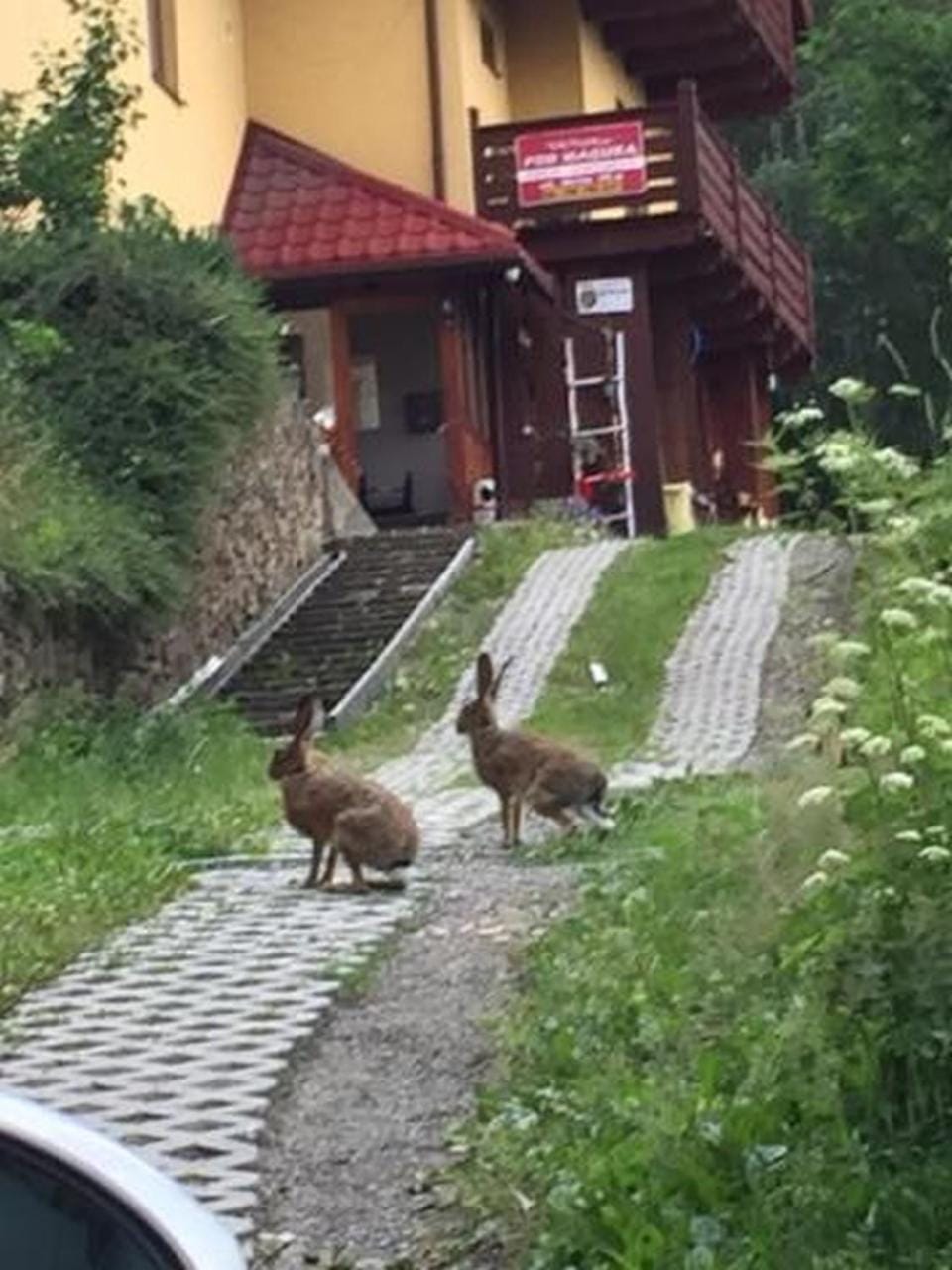 Property building, Neighbourhood, Natural landscape, Animals