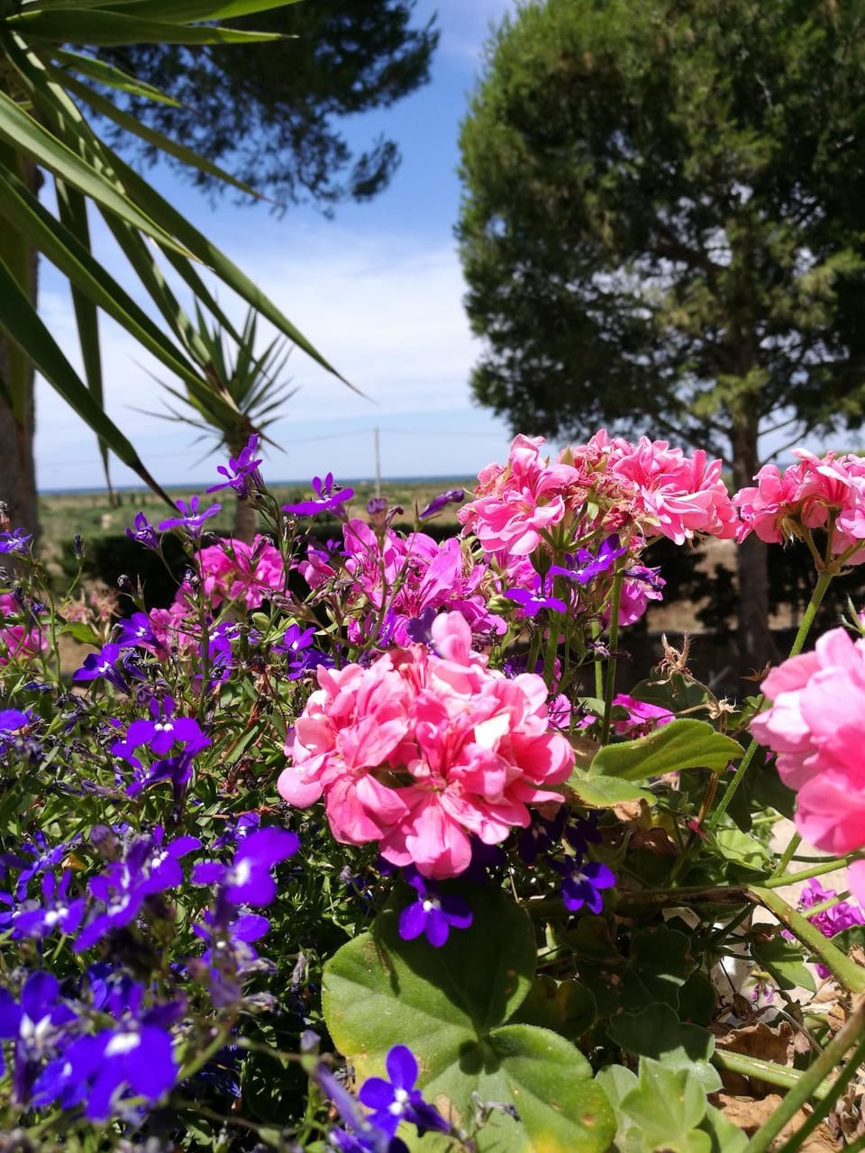 Garden, Garden view
