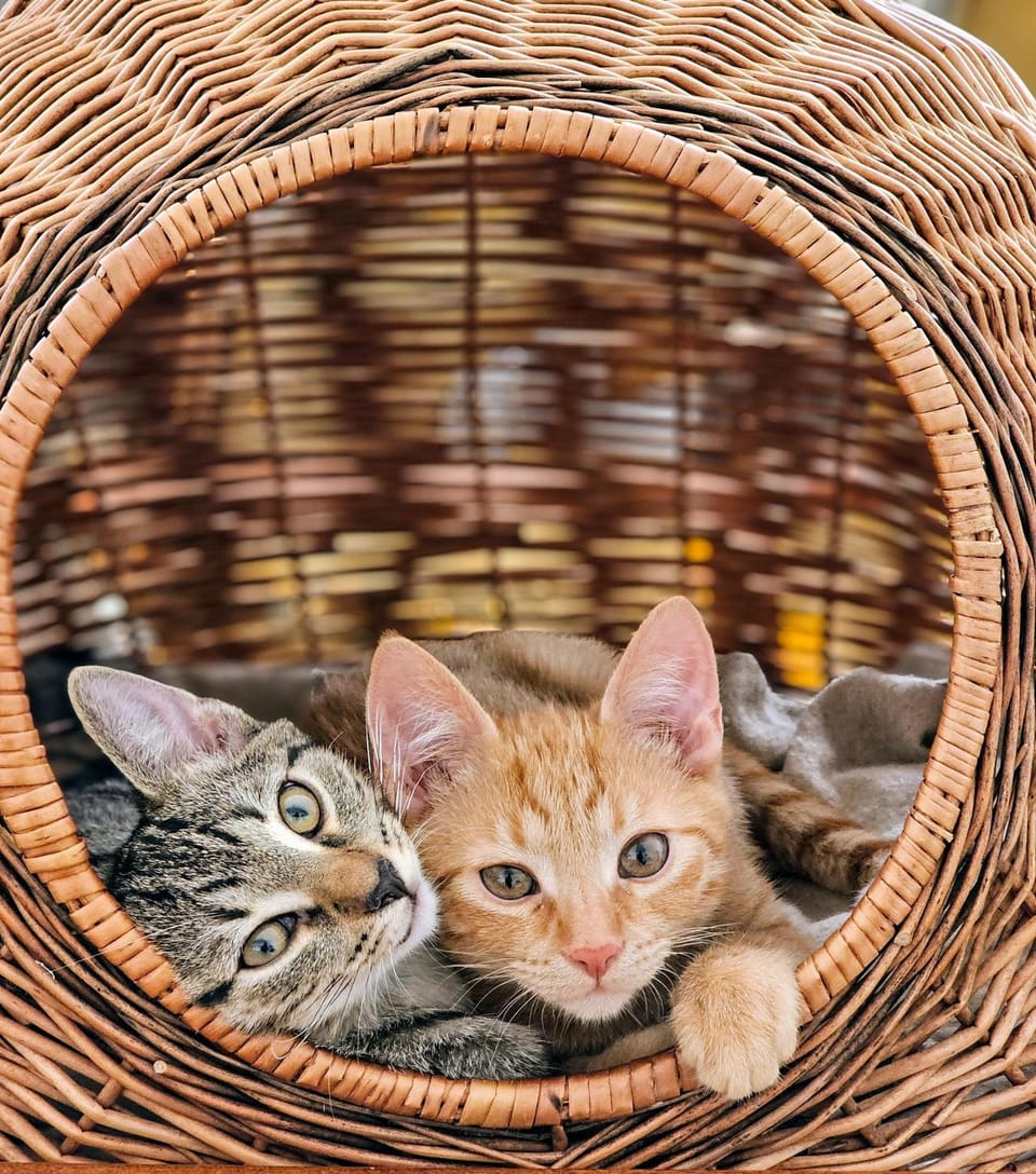 Pets