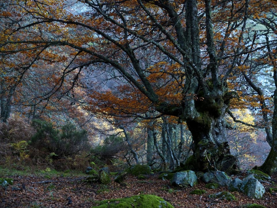 La Casona de Con Country House in Asturias