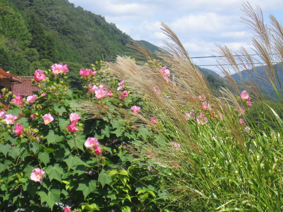 Natural landscape