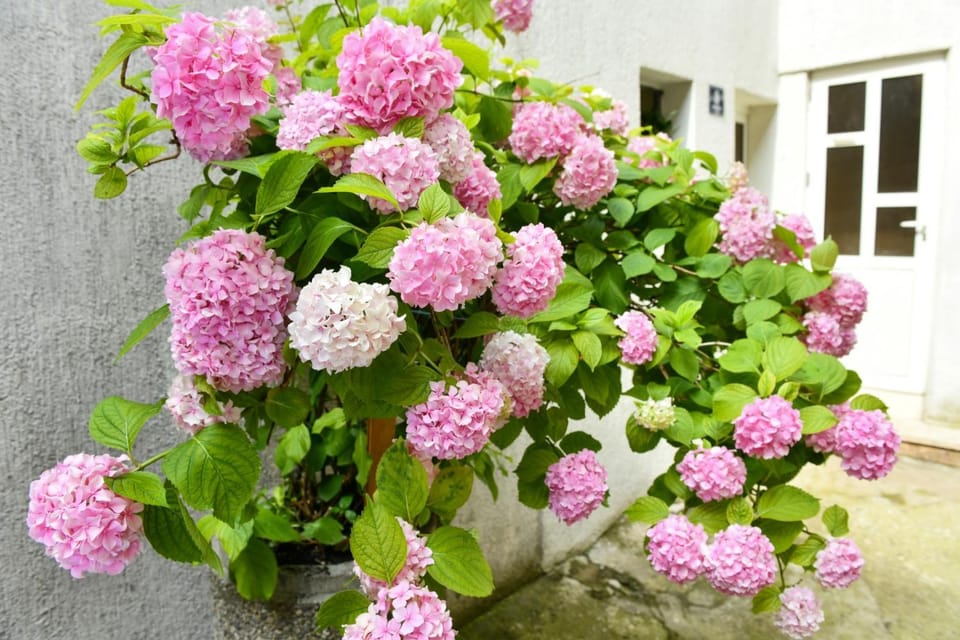 Off site, Summer, Decorative detail