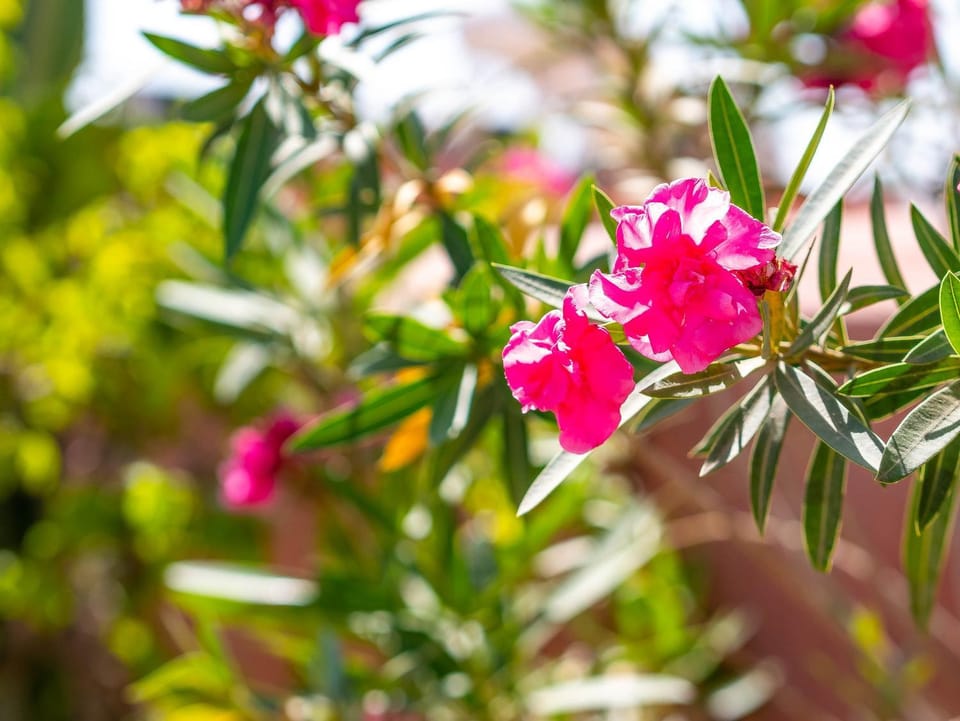 Spring, Day, Garden, Garden view