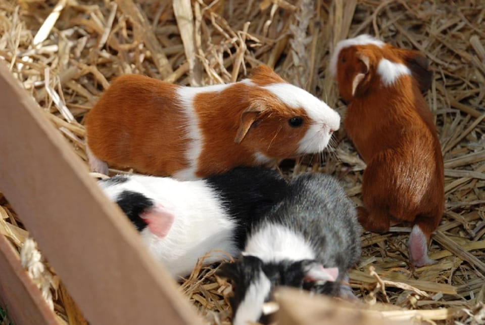 Animals, Pets