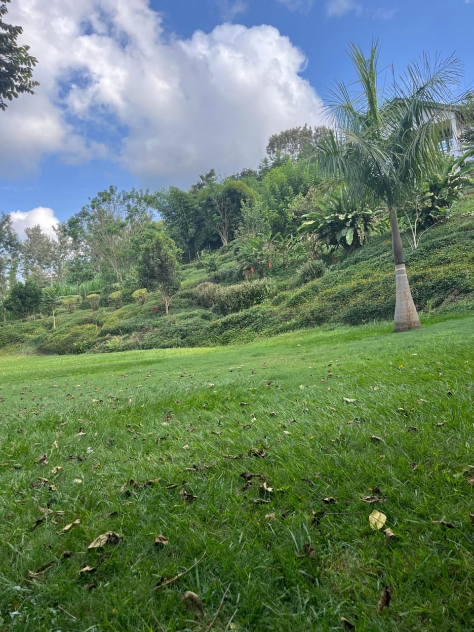 Garden view