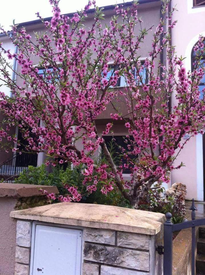 Patio, Off site