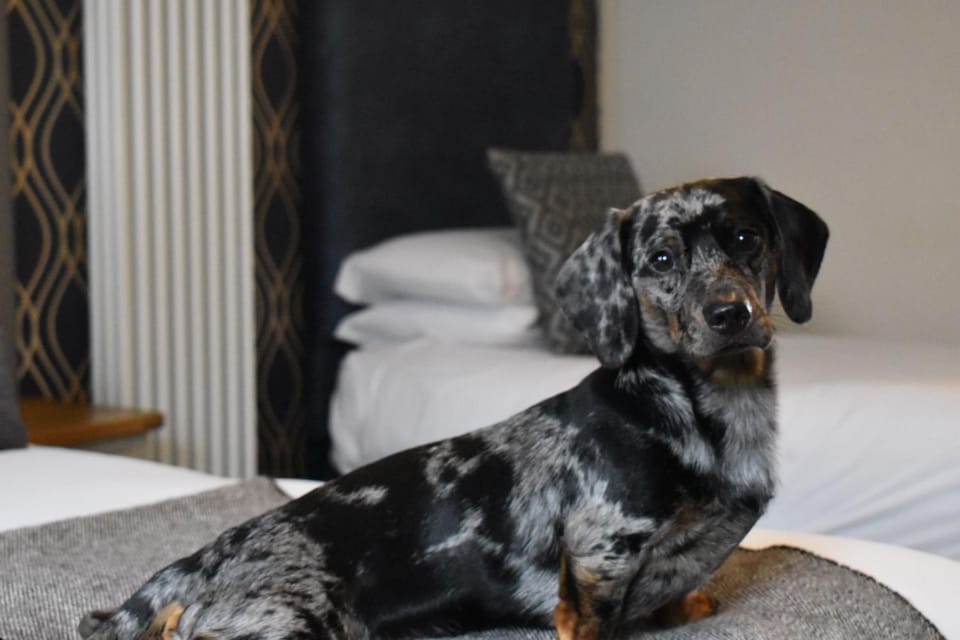 Bedroom, Pets, Pets, pet friendly, pet friendly