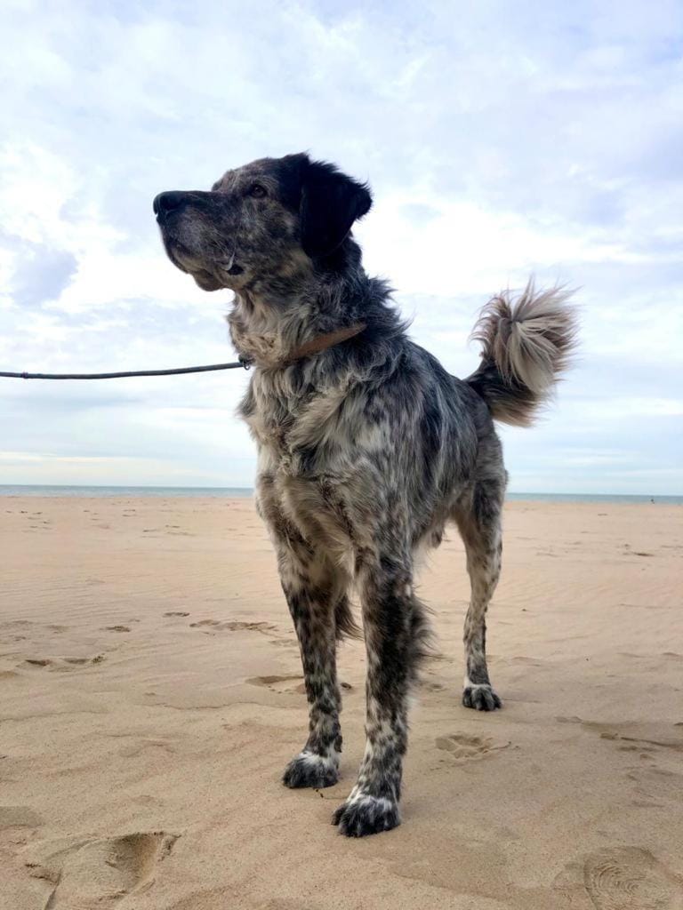 Beach, Pets