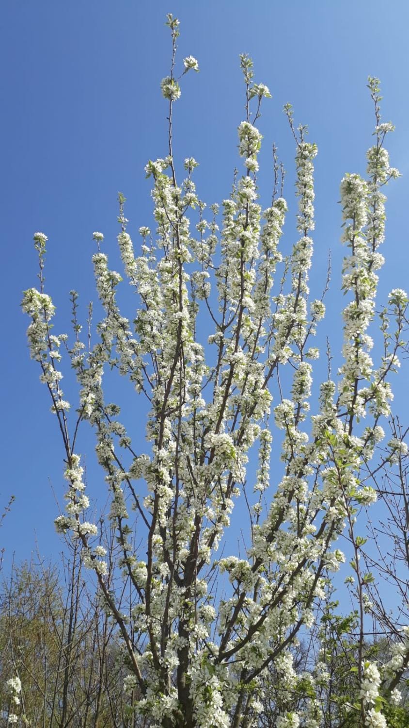 Ferienhaus am Schaalsee House in Schleswig-Holstein