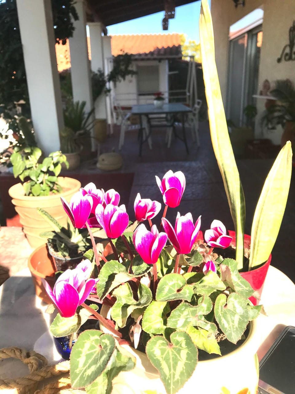Balcony/Terrace