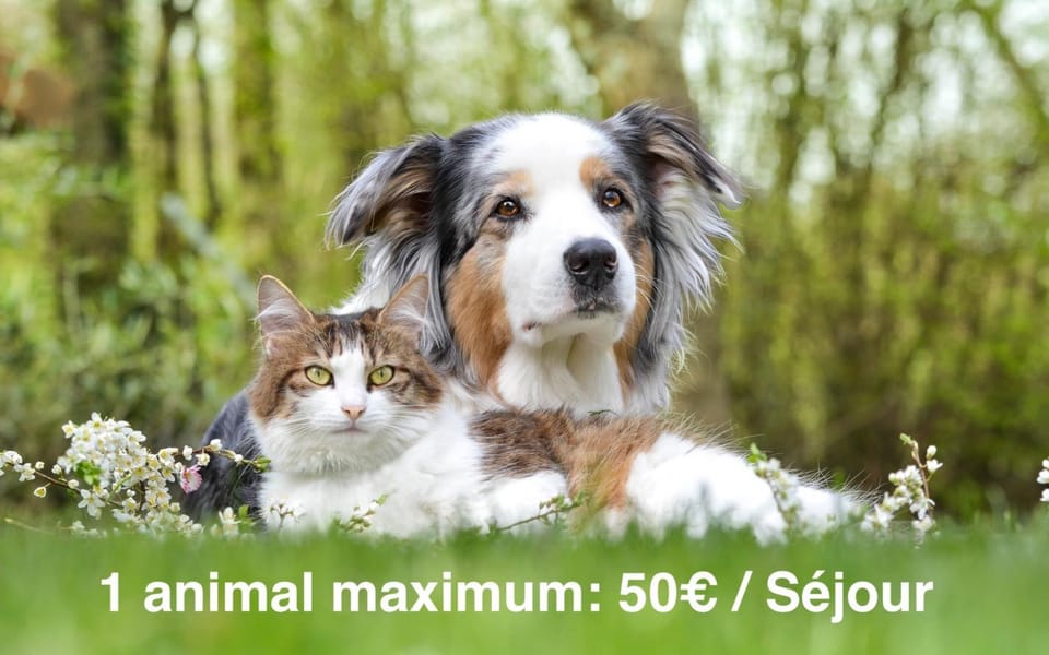 Animals, Pets, pet friendly