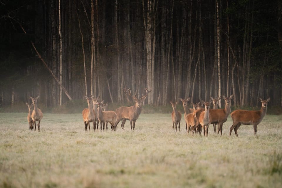 Natural landscape, Hiking, Animals, Animals, On site, Location