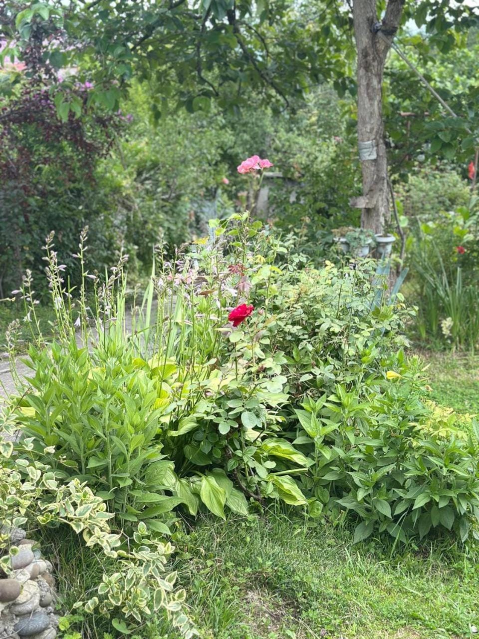 Nunu's Guesthouse Vacation rental in Georgia