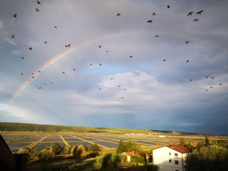 Apartments Gea Apartment in Istria County
