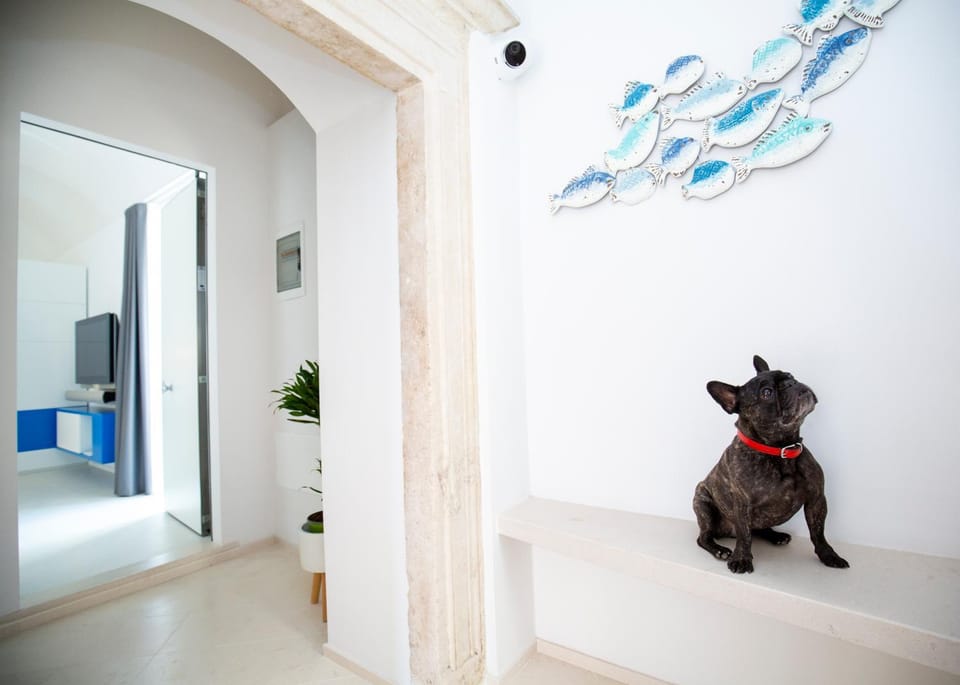 TV and multimedia, Pets