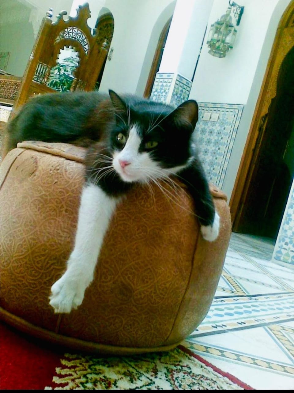Property building, Pets