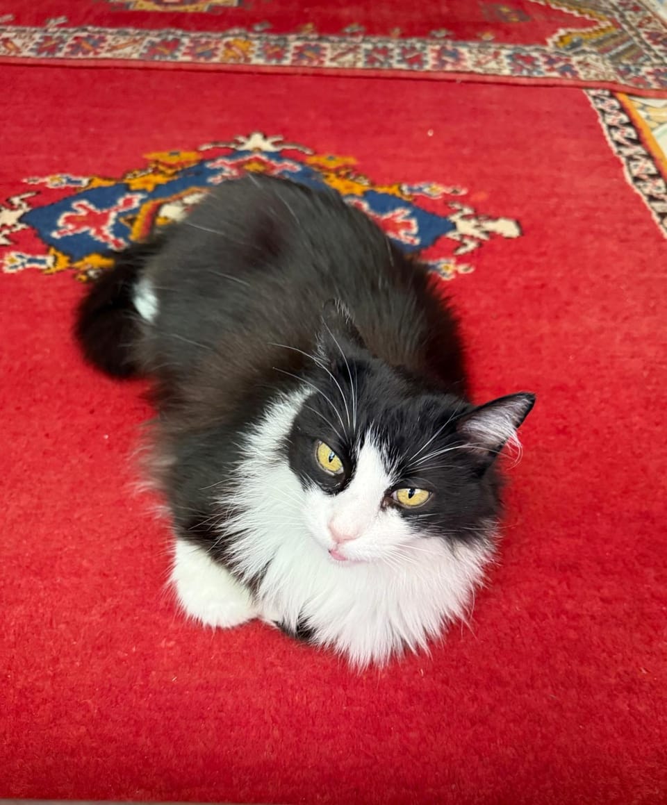 Property building, Pets