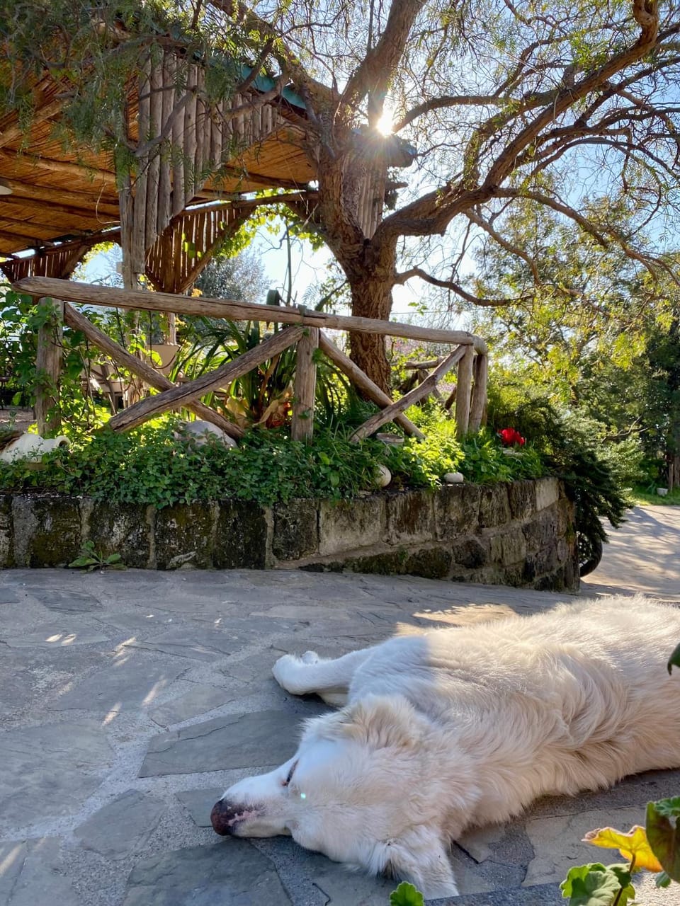 Garden, Garden, Pets