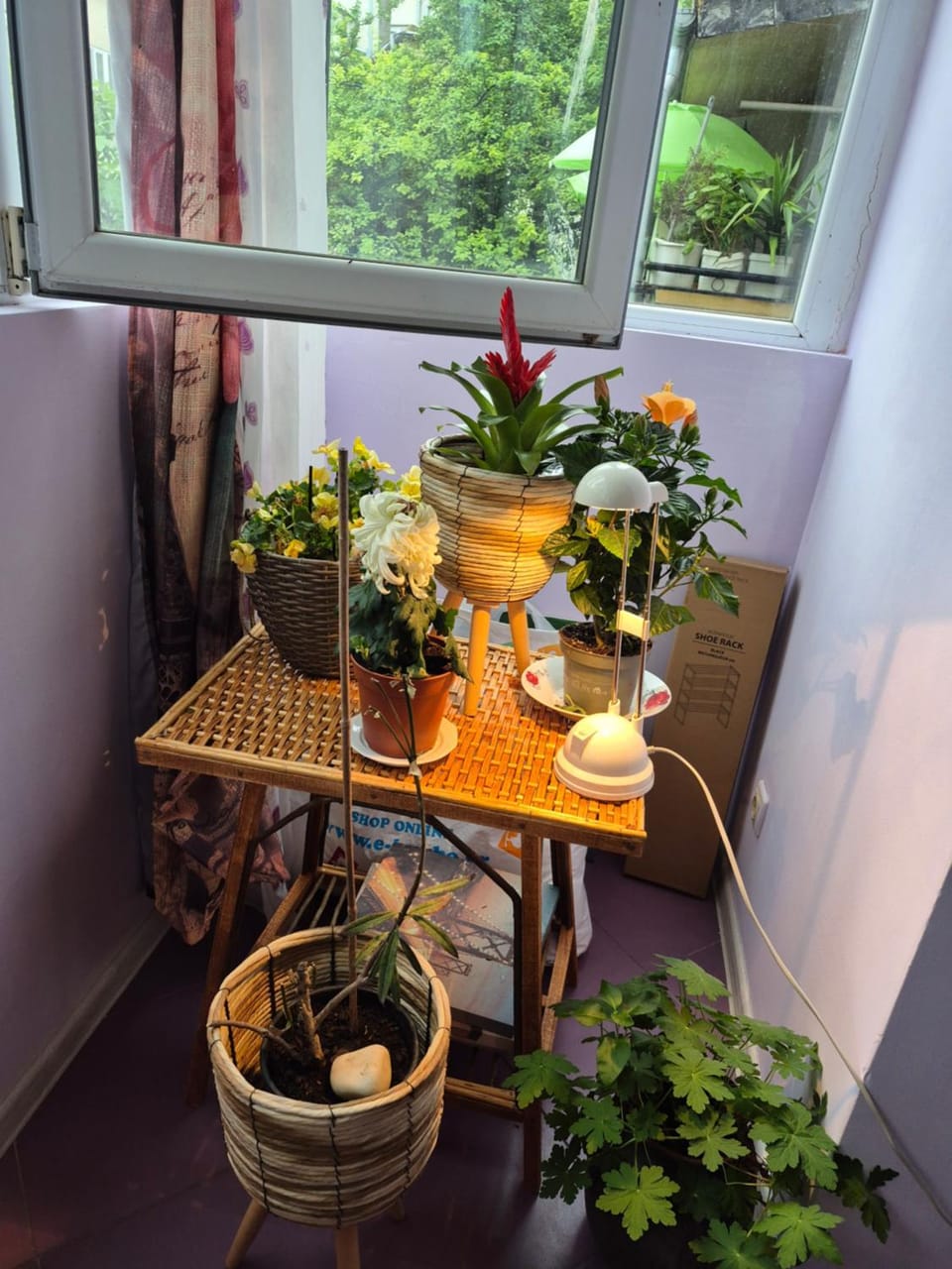 Garden, Food and drinks, Dining area, Food, Garden view