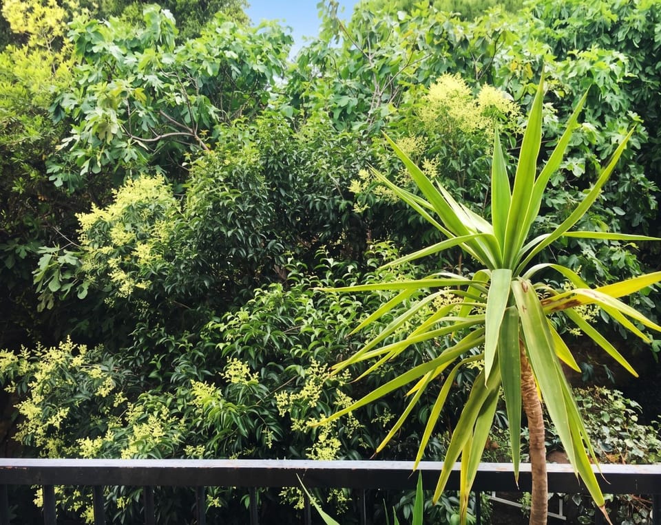 Garden view
