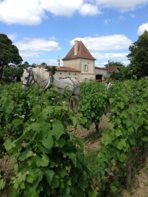 Château Vieux Mougnac House in Occitanie