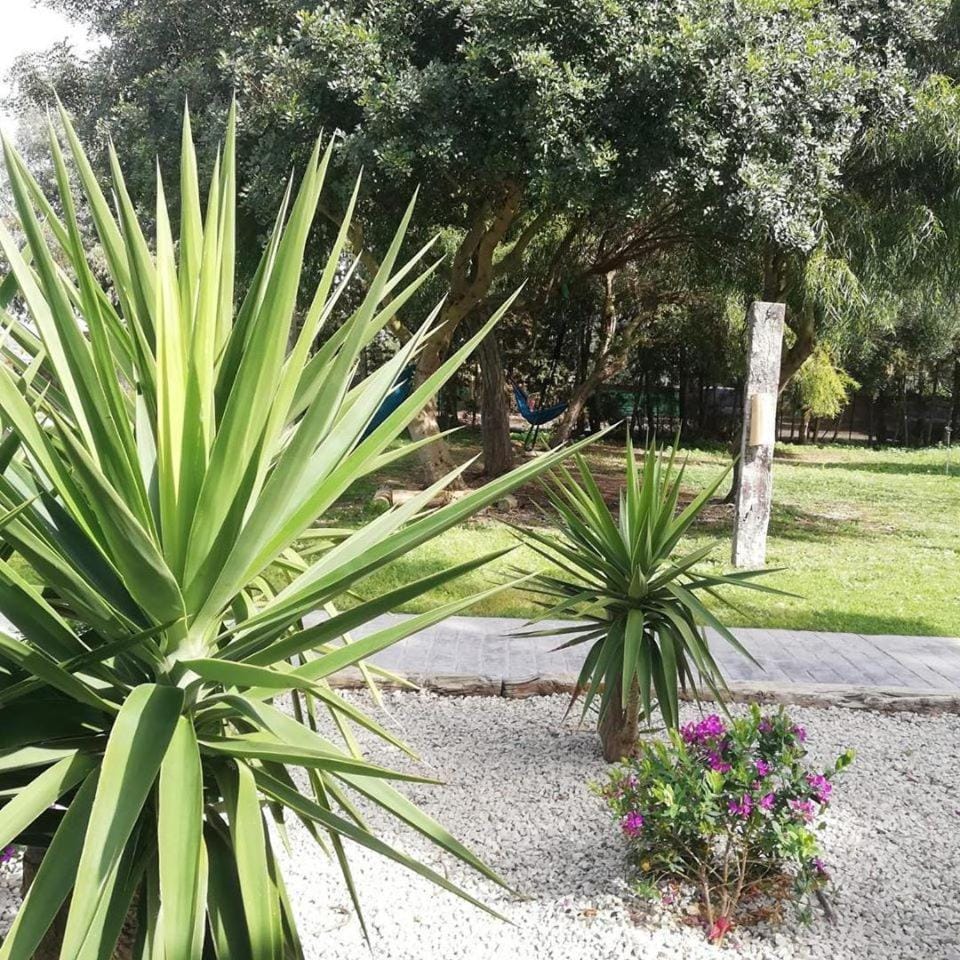Nexo Surf House Bed and Breakfast in La Janda