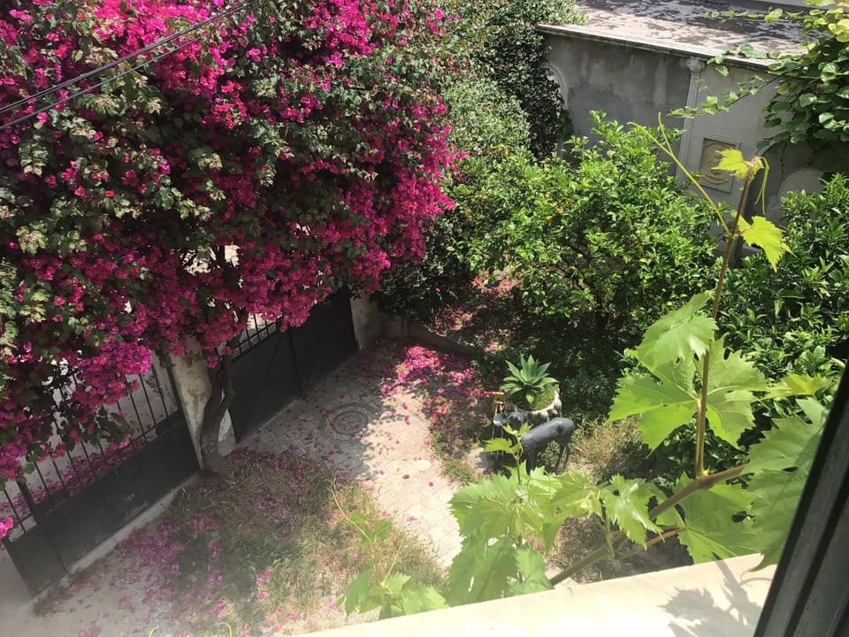 Garden view