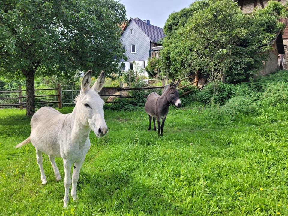 Animals