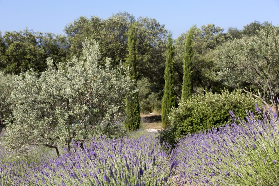Other, Garden view